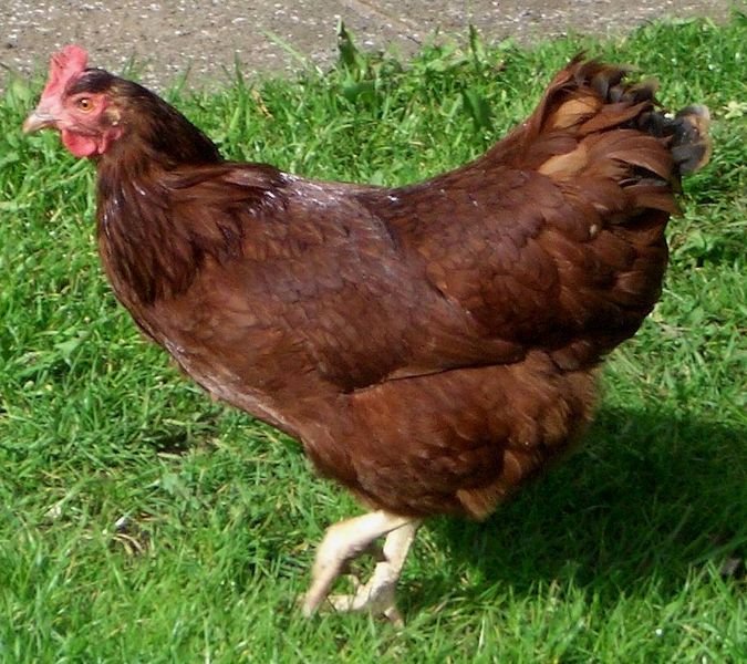 rhode island red rooster