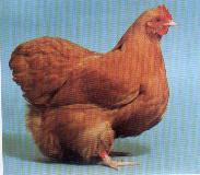 Orpington Chick