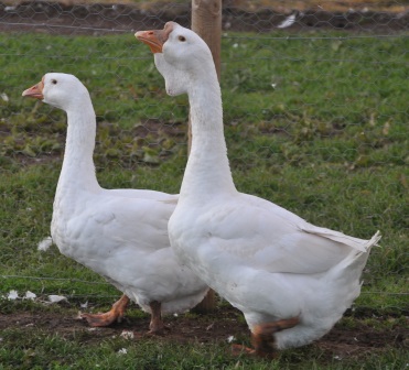 23+ Embden Geese For Sale Uk Background